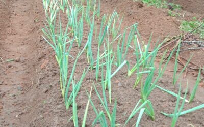 Updates from Laudato Si’ Movement Indonesia