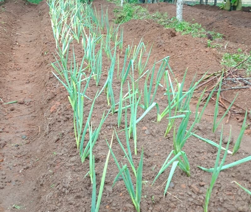 Updates from Laudato Si’ Movement Indonesia