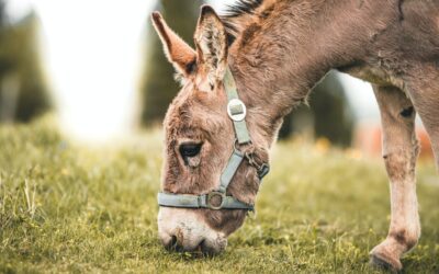 Domingo de Ramos – Camino Laudato Si’