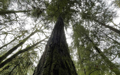 Guida mensile alla preghiera del MLS – Giugno 2024