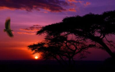 What is the World Day of Prayer for the Care of Creation?