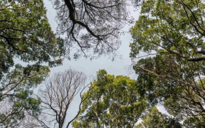 Guida mensile alla preghiera del MLS – Settembre 2024