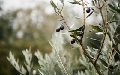 Rubrica “Parola e Creazione” – Orto del Getsemani